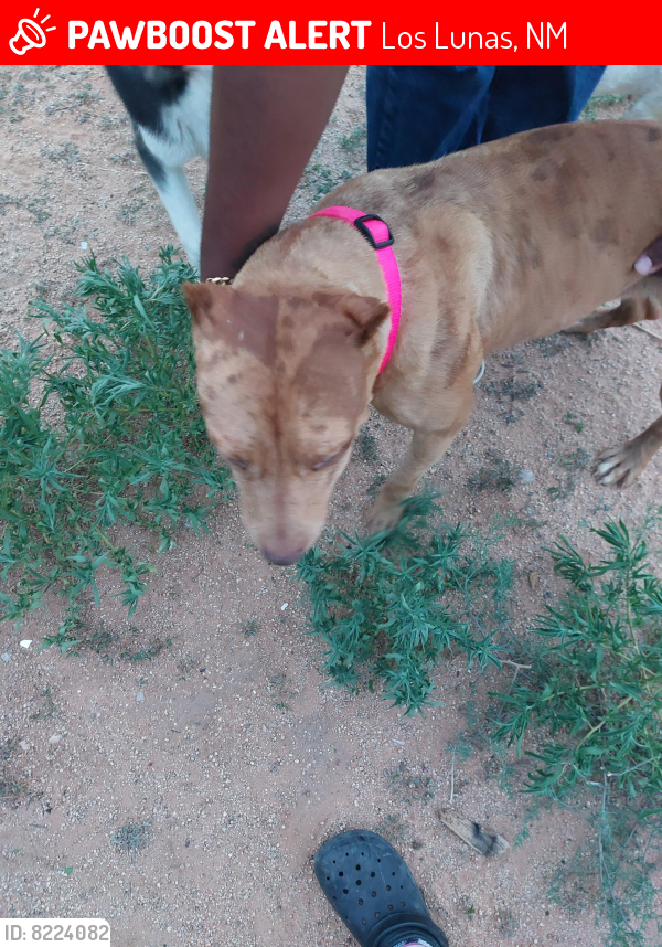 Lost Female Dog last seen Near crezea Circle , Los Lunas, NM 87031