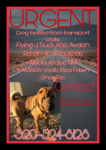 Lost Male Dog last seen I40 and Route 66, Albuquerque, NM 87105