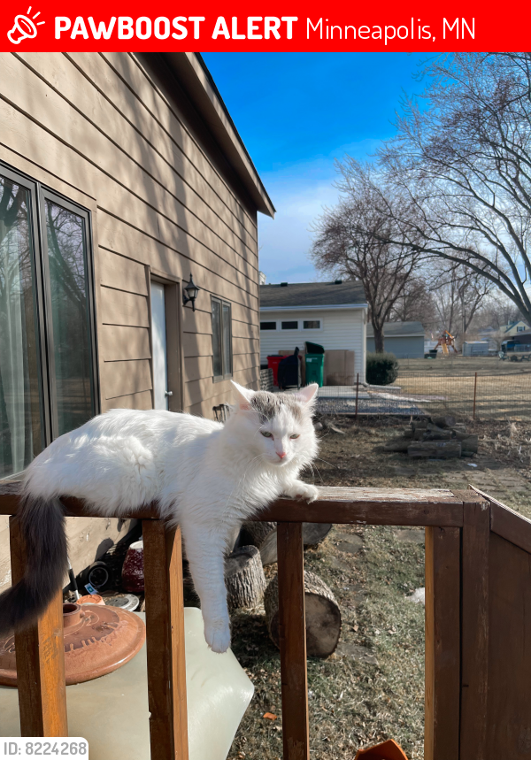 Lost Male Cat last seen FUN DOG CITY AND MN SNAP, Minneapolis, MN 55404