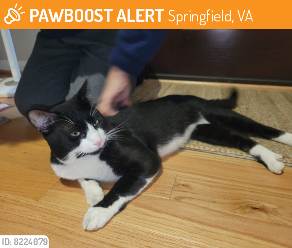 Found/Stray Unknown Cat last seen Meriwether and Zekan Ln, Springfield, VA 22150