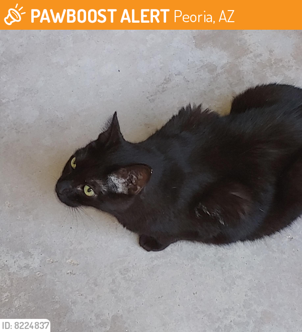 Rehomed Female Cat last seen 104th Ave and Mohawk.  Gardens Ventana Lakes, Peoria, AZ 85382