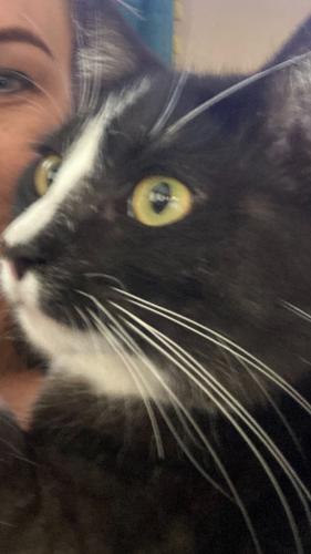Lost Male Cat last seen Target and 22nd. Tucson , Phoenix, AZ 85054