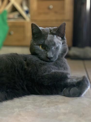 Lost Male Cat last seen Elbow Dr SW and 96 Ave SW, Calgary, AB T2V 1M4