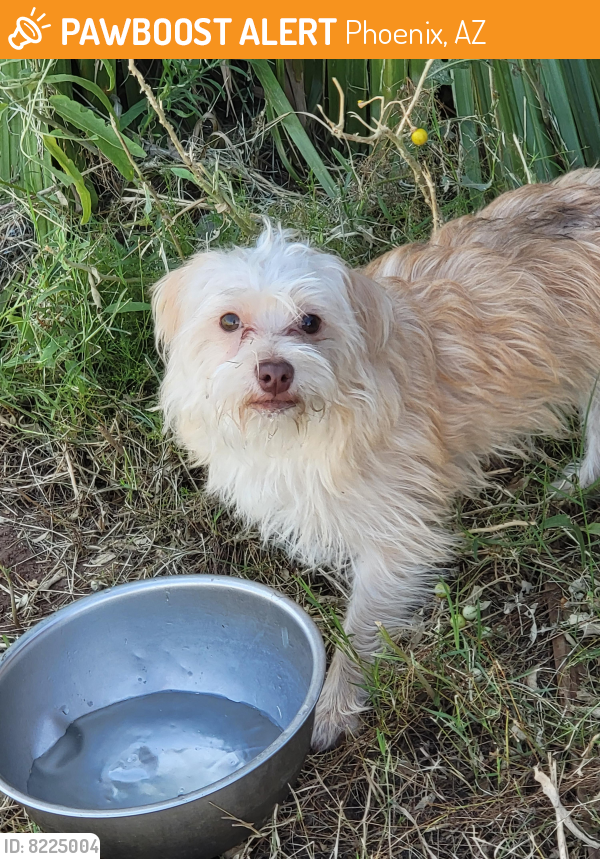 Found/Stray Male Dog last seen Central ave and Broadway, Phoenix, AZ 85040
