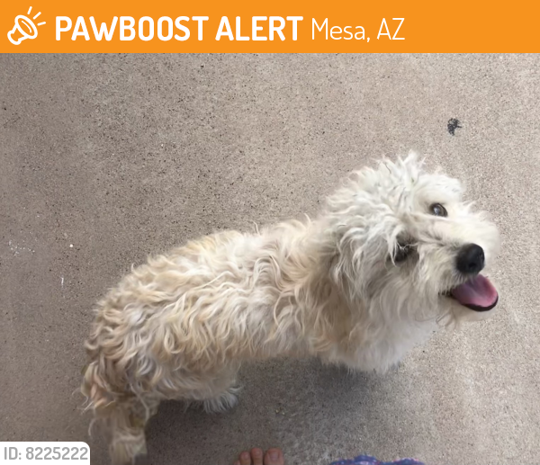 Found/Stray Unknown Dog last seen Alma School & 8th Ave, Mesa, AZ 85210