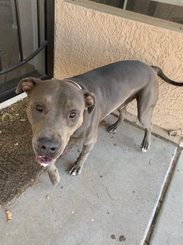 Found/Stray Male Dog last seen 16th St & Southern, Phoenix, AZ 85040