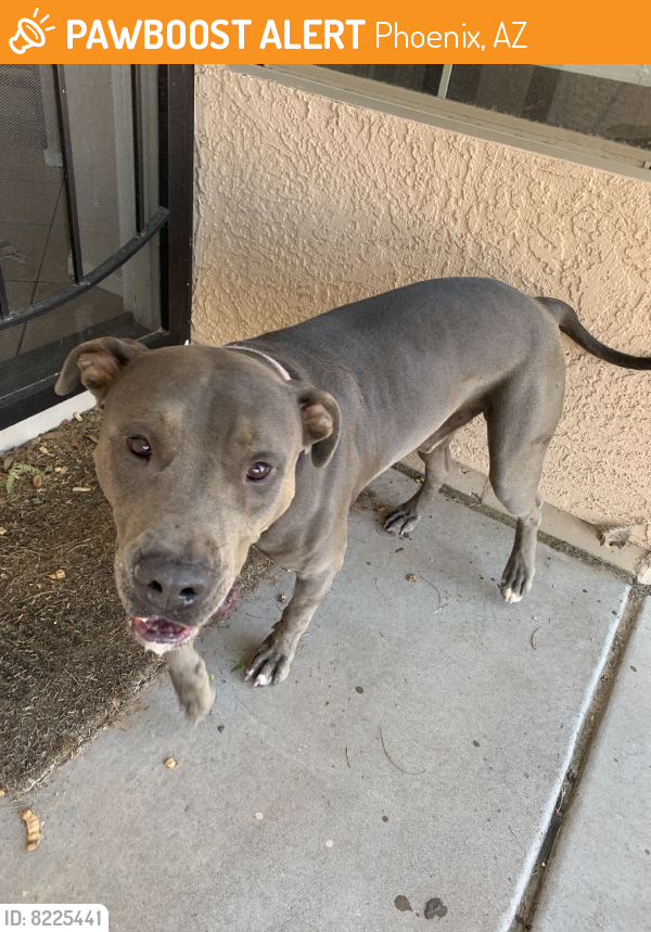 Found/Stray Male Dog last seen 16th St & Southern, Phoenix, AZ 85040
