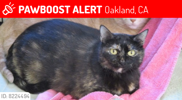 Lost Female Cat last seen 674-23rd Street, between MLK Jr Way and San Pablo Ave, Oakland, CA 94612