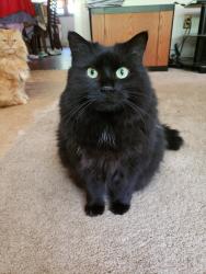 Lost Female Cat last seen Near Province Road, Gilmanton, NH 03237, Gilmanton, NH 03237