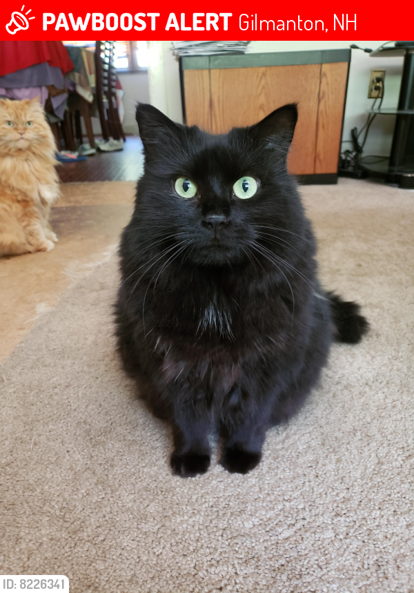 Lost Female Cat last seen Near Province Road, Gilmanton, NH 03237, Gilmanton, NH 03237