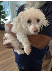 Reunited Unknown Dog last seen Sky Pointe Dr, Las Vegas, NV, USA, Las Vegas, NV 89131