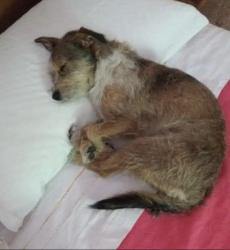 Reunited Male Dog last seen Andrita St, Los Angeles, CA 90065