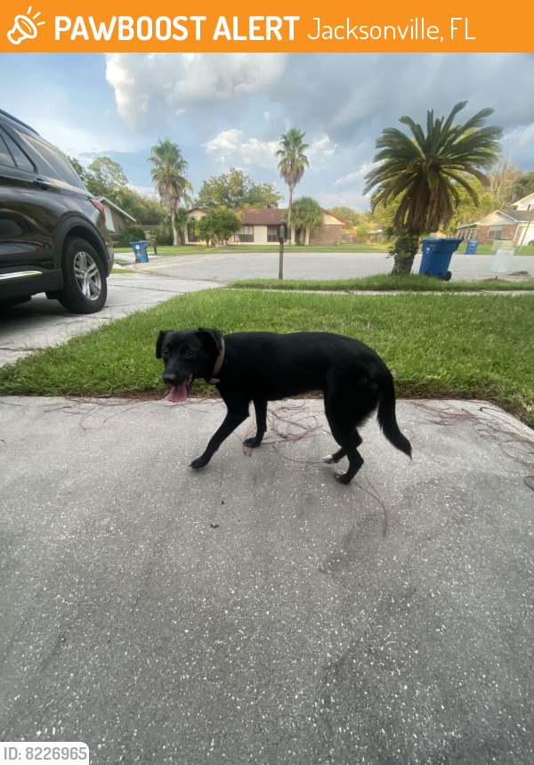 Jacksonville, FL Stray Female Dog Found Near Arlington Expressway