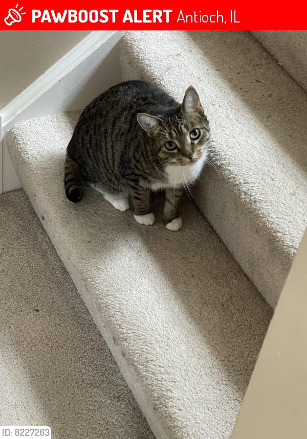 Lost Female Cat last seen Near Brian Ct E Antioch IL, 60002, Antioch, IL 60002