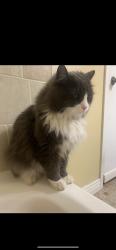 Lost Male Cat last seen Desert Inn and durango, Las Vegas, NV 89117