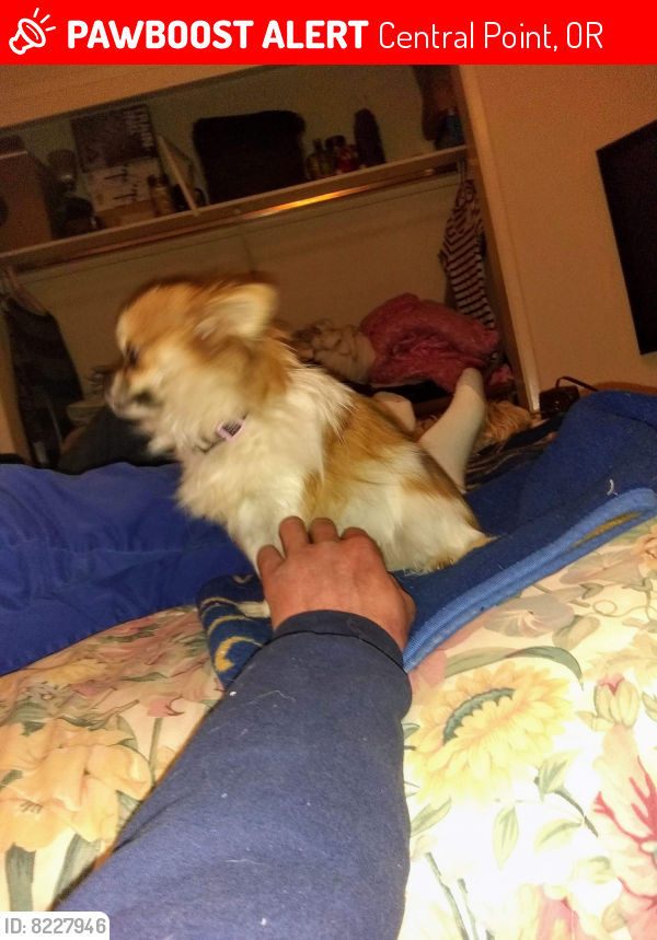 Lost Female Dog last seen Old stage rd central point Oregon, Central Point, OR 97502