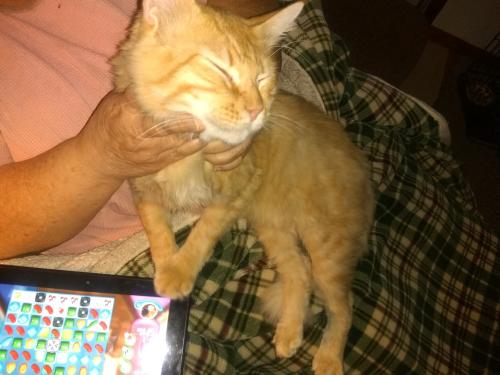 Lost Male Cat last seen Plaza Veterinary hosp , Burlington, NC 27215