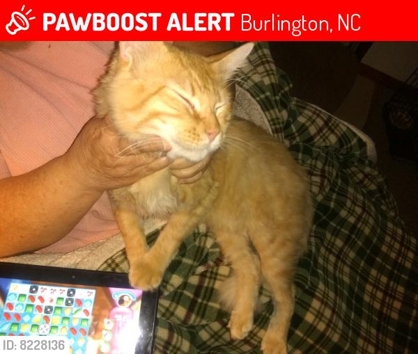 Lost Male Cat last seen Plaza Veterinary hosp , Burlington, NC 27215