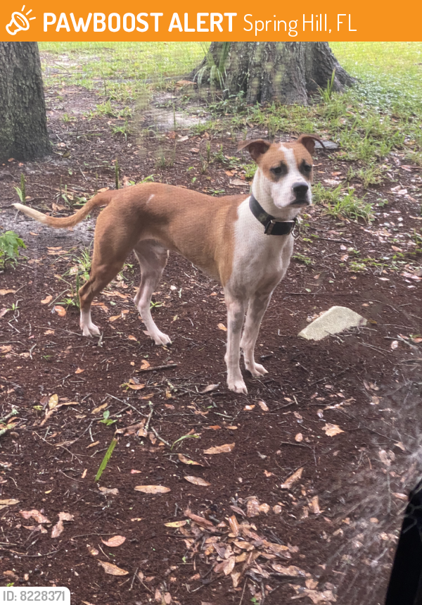 Found/Stray Male Dog in Spring Hill, FL 34609 (ID: 8228371) | PawBoost