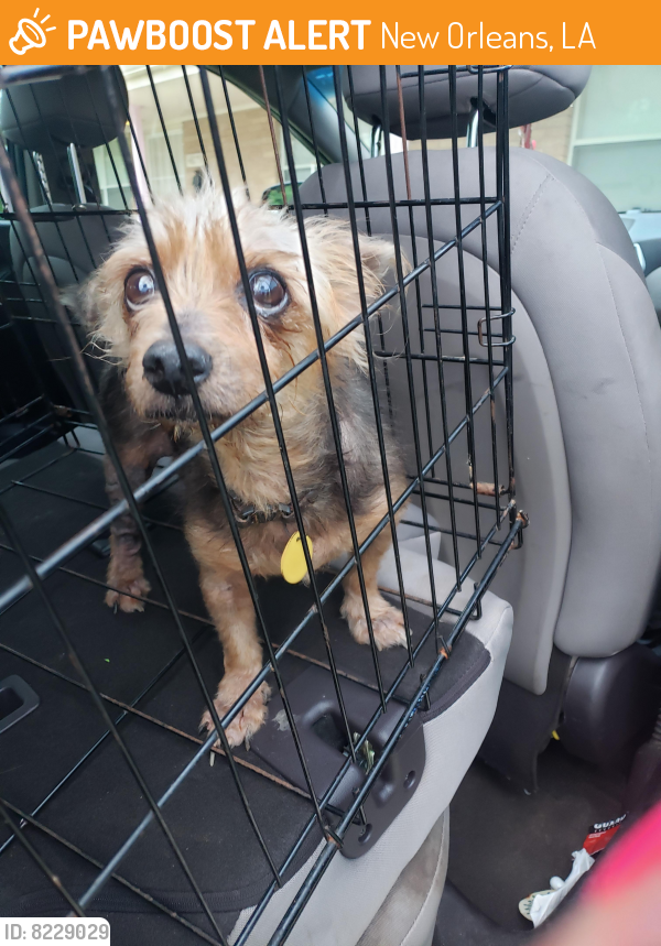 Found/Stray Male Dog in New Orleans, LA 70126 (ID 8229029) PawBoost