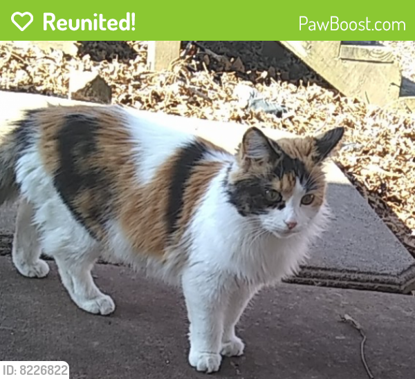 calico cat names