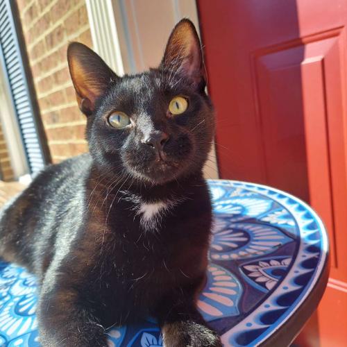 Lost Male Cat last seen Minnieville Road and Andorra Drive Across Street from Minnieland Academy, Dale City, VA 22193