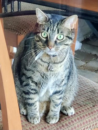 Lost Male Cat last seen Cray Drive and Wilkes Ct, Fauquier County, VA 20187
