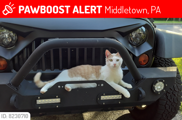 Lost Male Cat last seen Oberlin Rd & Fulling Mills Rd, Middletown, PA 17057