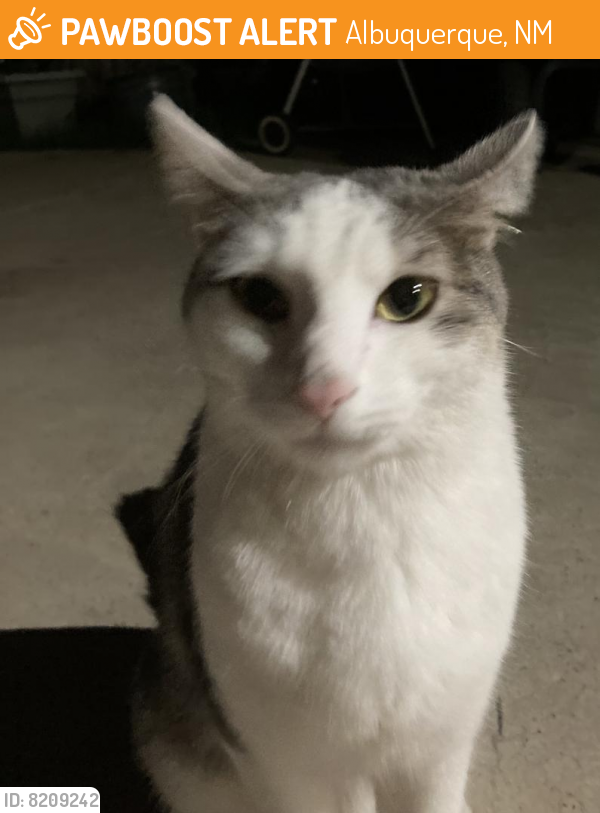 Found/Stray Female Cat last seen Kennedy Middle School, Albuquerque, NM 87123