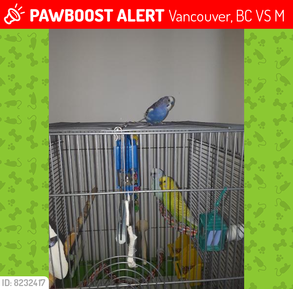 Lost Male Bird last seen Golden link cresent and 58th avenue champlain mall area, Vancouver, BC V5S 4M6