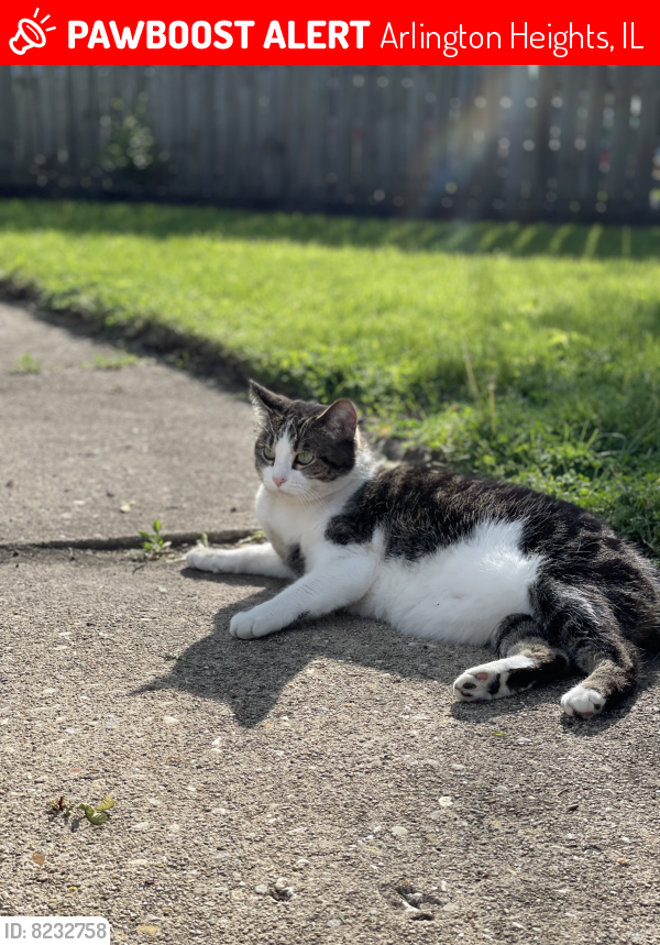 Arlington Heights, IL Lost Female Cat, Aspen Is Missing PawBoost