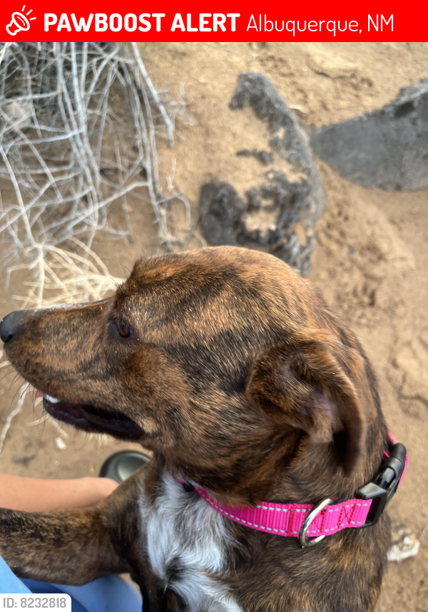 Lost Female Dog last seen Petroglyphs , Albuquerque, NM 87120