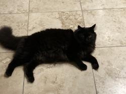 Lost Male Cat last seen Maben circle , Palm Harbor, FL 34683
