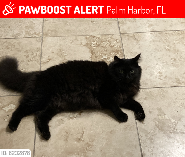 Lost Male Cat last seen Maben circle , Palm Harbor, FL 34683