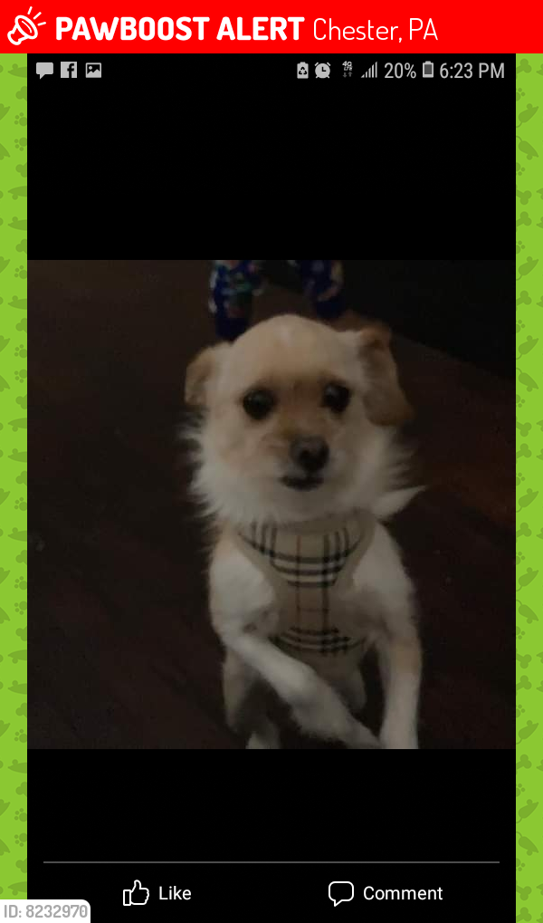 Lost Female Dog last seen 9th St and Memorial Park, Chester, PA 19013