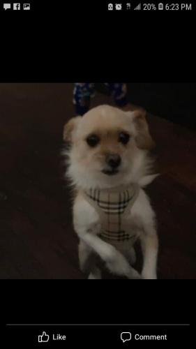 Lost Female Dog last seen 9th St and Memorial Park, Chester, PA 19013