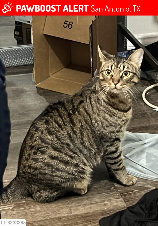 found-stray-male-cat-in-san-antonio-tx-78245-id-8233285-pawboost