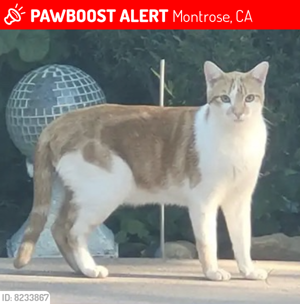Lost Male Cat last seen Whiting Woods/Honolulu, Montrose, CA 91020
