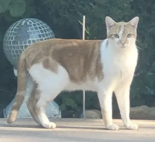 Lost Male Cat last seen Whiting Woods/Honolulu, Montrose, CA 91020