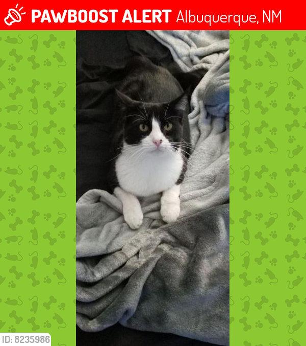 Lost Female Cat last seen Near Unitas Ln Nw Abq NM 87114, Albuquerque, NM 87114