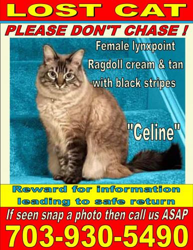 Lost Female Cat last seen Blue Elder Terrace and Verde Gate Terrace, Brambleton, VA 20148