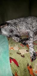Lost Female Dog last seen Bloomfield Area, Bibb County, GA 31216