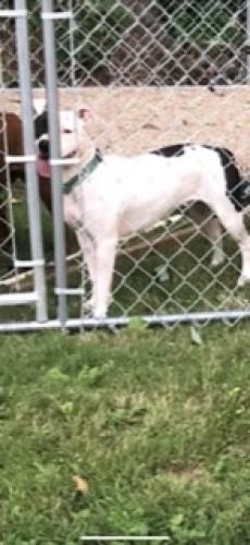 Lost Female Dog last seen Oxon hill Maryland , Oxon Hill, MD 20745