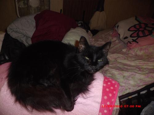 Lost Female Cat last seen Near evaline St. S.E. Warren, Ohio,  Brentwood Mobil Manor Trailer Park, Warren, OH 44484