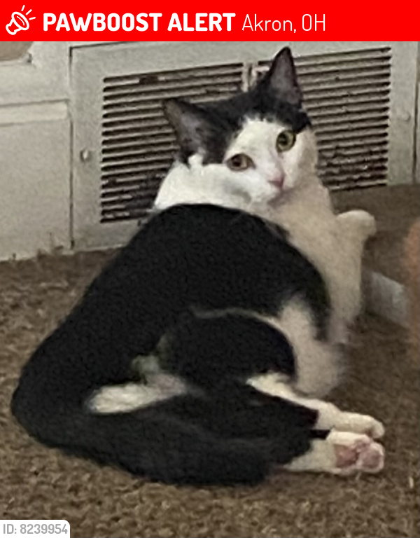 Lost Female Cat last seen Childs and 27th St SW, Akron, OH 44314