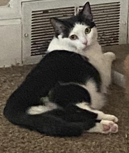 Lost Female Cat last seen Childs and 27th St SW, Akron, OH 44314