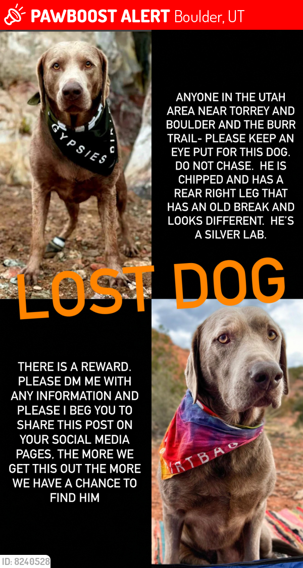 Lost Male Dog in Boulder, UT 84716 Named Beau (ID: 8240528) | PawBoost