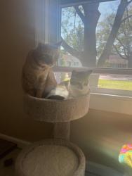 Reunited Male Cat last seen Tucker St, Safety Harbor, FL 34695, USA, Safety Harbor, FL 34695