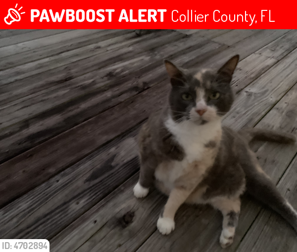 Lost Female Cat last seen Near street , Collier County, FL 34117