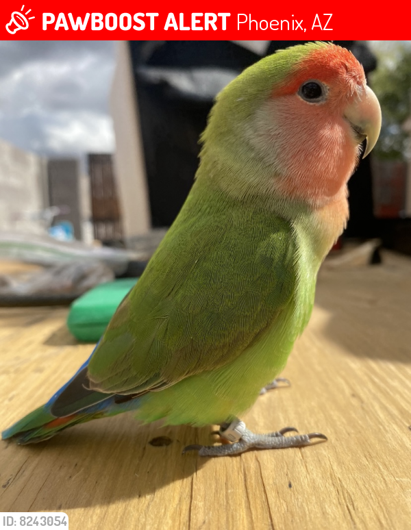 Phoenix, AZ Lost Male Bird, Little Buddy Is Missing | PawBoost